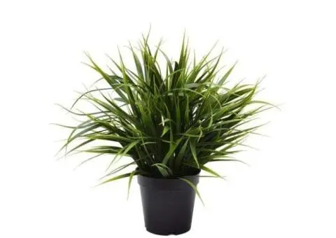 Brighten Up Your Space with Stunning Plant Walls