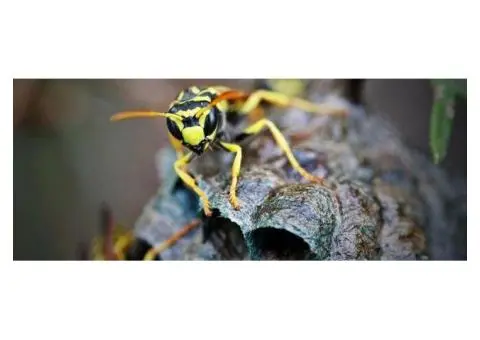 Protect Your Space With Wasp Removal in Melbourne