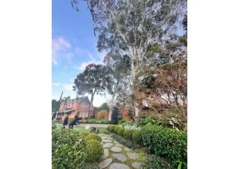 Affordable Residential Tree Removal | Safe & Professional Service