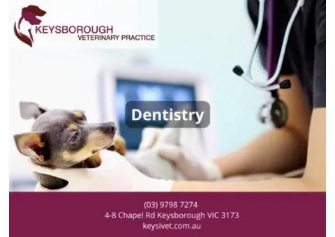 Dog Dental Care at Keysborough Veterinary Practice