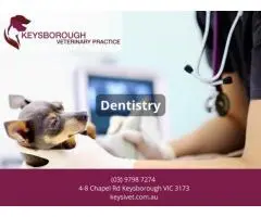 Dog Dental Care at Keysborough Veterinary Practice