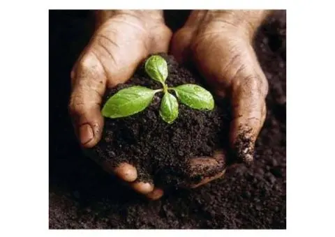 Indoor Plant Fertilisers for Healthy Growth – Available at Soil Dynamics