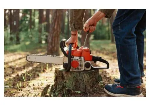 Same-Day Stump Grinding Service Available in Gold Coast - Tree Essence