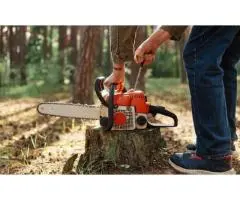 Same-Day Stump Grinding Service Available in Gold Coast - Tree Essence