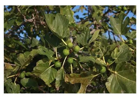 Fig Tree Diseases and Pests