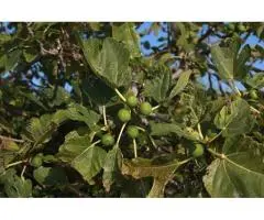 Fig Tree Diseases and Pests