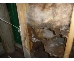 Pest Control Townsville