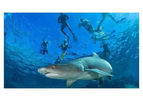 Snorkeling with Sharks in Fiji: Book Your Tour with Aqua Tours Fiji