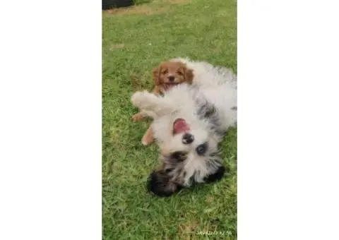 Sheba's Gems Cavoodles Perth | Cavoodle Breeder Perth - 1/8