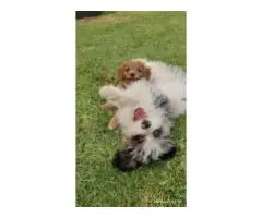 Sheba's Gems Cavoodles Perth | Cavoodle Breeder Perth