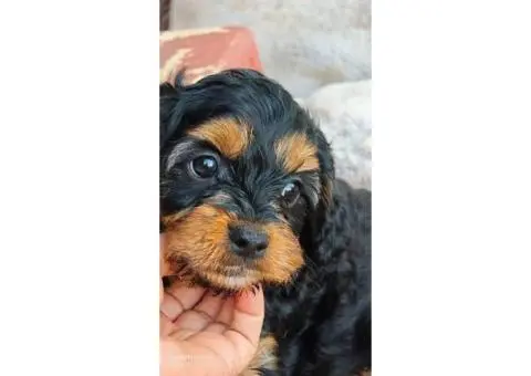 Sheba's Gems Cavoodles Perth | Cavoodle Breeder Perth - 2/8