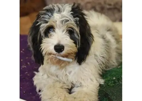 Sheba's Gems Cavoodles Perth | Cavoodle Breeder Perth - 3/8