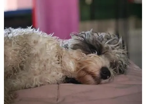 Sheba's Gems Cavoodles Perth | Cavoodle Breeder Perth - 4/8