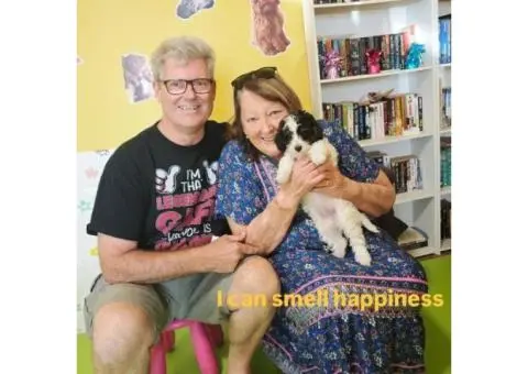 Sheba's Gems Cavoodles Perth | Cavoodle Breeder Perth - 5/8