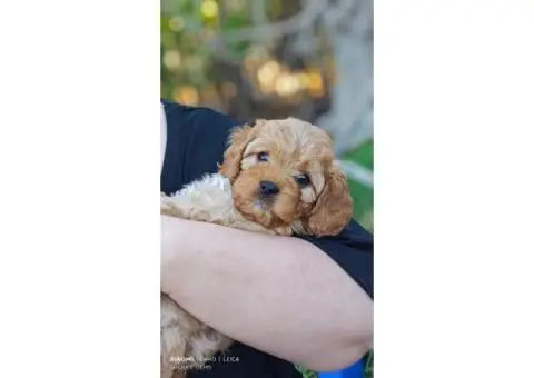 Sheba's Gems Cavoodles Perth | Cavoodle Breeder Perth - 6/8