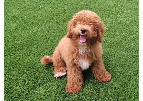 Sheba's Gems Cavoodles Perth | Cavoodle Breeder Perth - 7/8