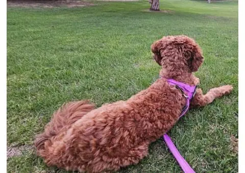 Sheba's Gems Cavoodles Perth | Cavoodle Breeder Perth - 8/8