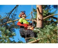 Tree Removal North Sydney