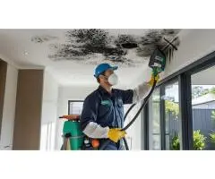 Need Mould Removal in Eastern Suburbs? Call Now