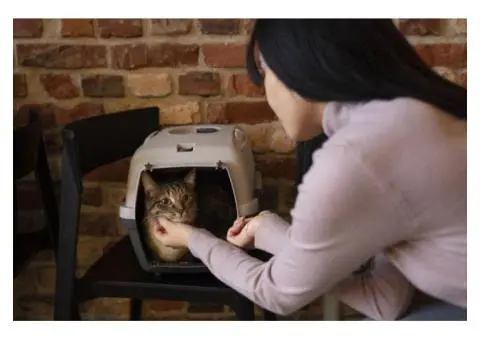 A Private Kingdom for Your Cat at the Best Cattery in Melbourne