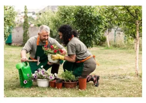 Vegetable Gardening in Brisbane Made Simple
