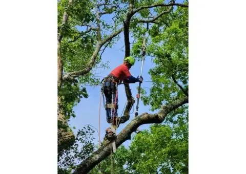 Expert Tree Pruning & Removal Services by Taylors – Free Quotes