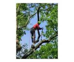 Expert Tree Pruning & Removal Services by Taylors – Free Quotes