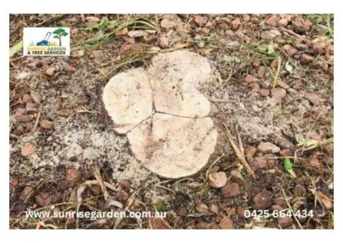 Best Tree Removal in Adelaide SA