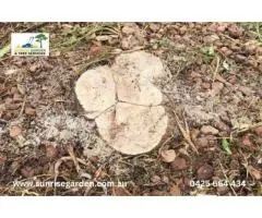 Best Tree Removal in Adelaide SA