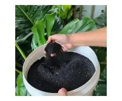 Boost Soil Health Naturally with Soil Dynamics Organic Slow Release Fertiliser