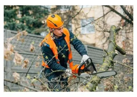 Arborist Sydney North Shore
