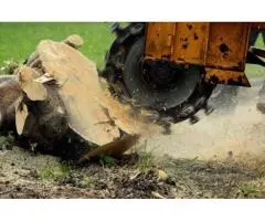 Tree Removal Mosman