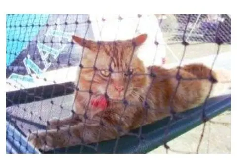 Pet Enclosures Sydney