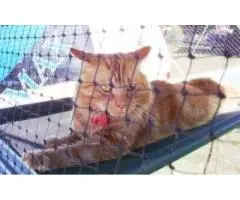 Pet Enclosures Sydney