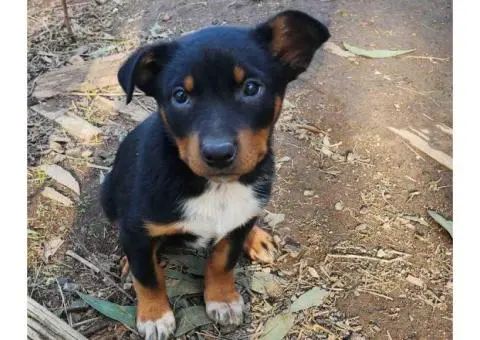 3 Kelpie puppies and one, 6 month old Kelpie pup - 1/5