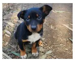 3 Kelpie puppies and one, 6 month old Kelpie pup