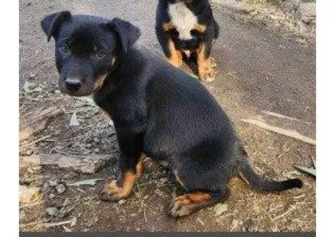3 Kelpie puppies and one, 6 month old Kelpie pup - 2/5