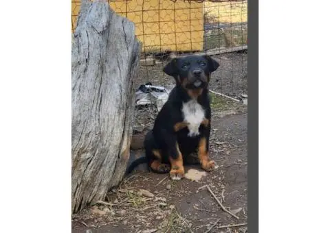 3 Kelpie puppies and one, 6 month old Kelpie pup - 3/5