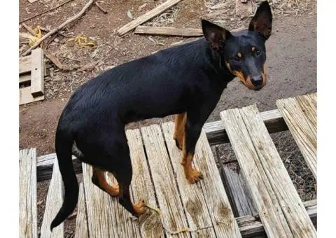 3 Kelpie puppies and one, 6 month old Kelpie pup - 4/5