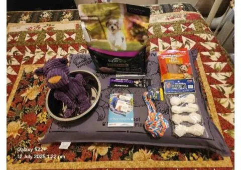 3 Kelpie puppies and one, 6 month old Kelpie pup - 5/5