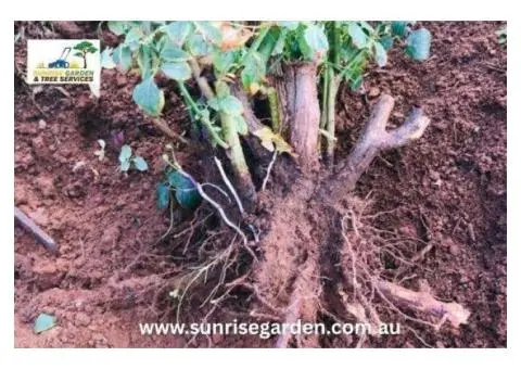 Best Tree Removal in Adelaide SA