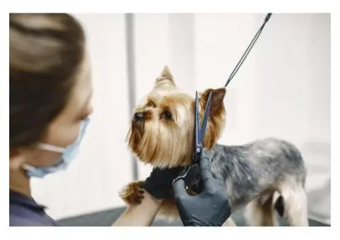 Discover the Most Reliable Dog Groomers in Ashmore Today