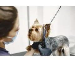 Discover the Most Reliable Dog Groomers in Ashmore Today