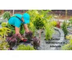 Looking for Garden Maintenance in Adelaide?