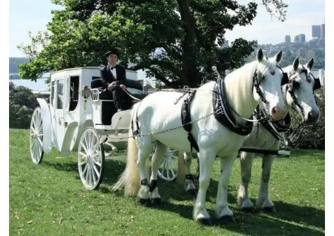 Royal Wedding Carriage Sydney – Bollywood Mantra 4u | Event Management Company - 2/3