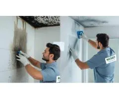 Fast, Reliable & Eco-Friendly Mould Removal – Sydney Homes Protected