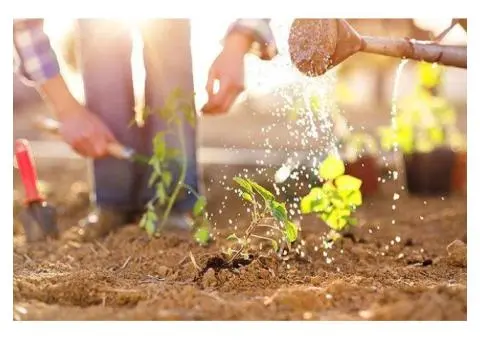 Cheap Grass Cutting Service Near Me -I love gardening - 2/3