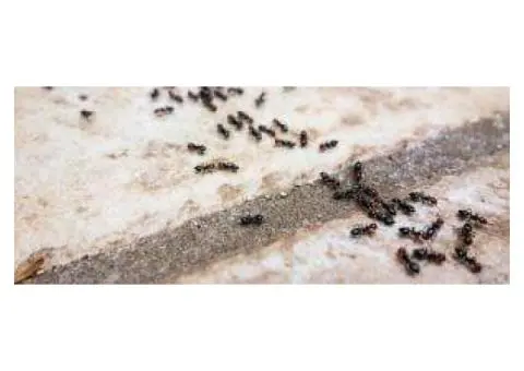End The Cycle of Ant Infestation Across Melbourne Homes