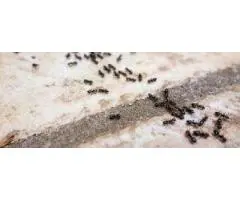 End The Cycle of Ant Infestation Across Melbourne Homes
