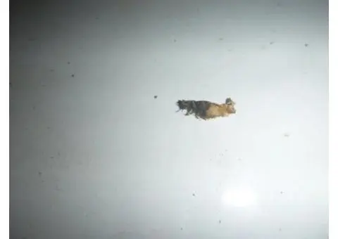 End of Lease Pest Control Townsville